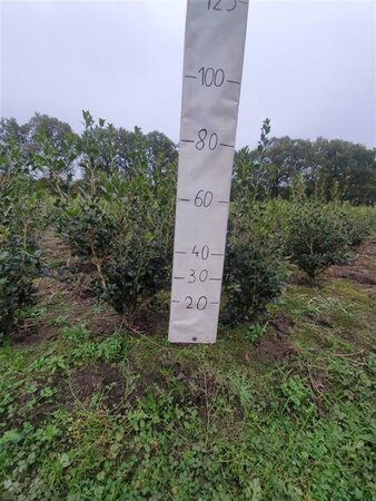 Osmanthus heterophyllus = aquifolium 80-100 cm met kluit - afbeelding 8