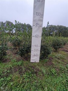 Osmanthus heterophyllus = aquifolium 80-100 cm met kluit - afbeelding 8