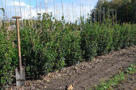 Osmanthus heterophyllus = aquifolium 80-100 cm met kluit - afbeelding 7