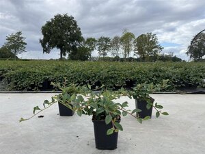 Osmanthus heterophyllus = aquifolium 80-100 cm met kluit - afbeelding 2