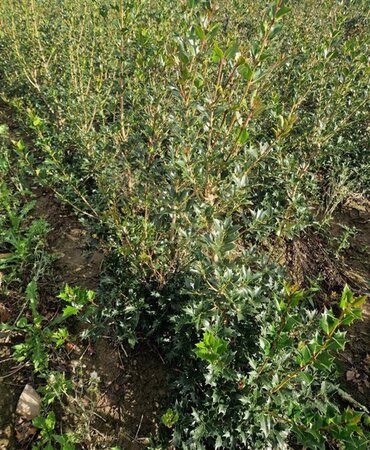 Osmanthus heterophyllus = aquifolium 80-100 cm met kluit - afbeelding 5
