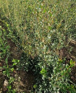 Osmanthus heterophyllus = aquifolium 80-100 cm met kluit - afbeelding 5