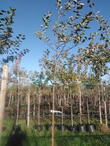 Malus d. 'Rode Boskoop' 8-10 Hoogstam BAG