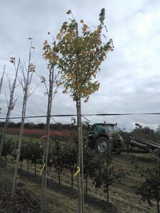 Acer rubrum 'Scanlon' 14-16 Hoogstam wortelgoed 2 X verplant - afbeelding 3