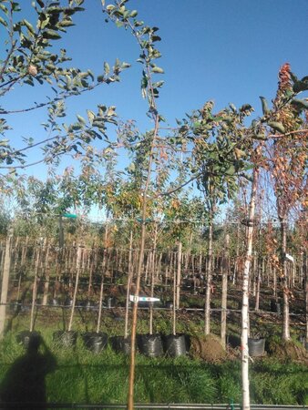 Malus d. 'Schone van Boskoop'=Goudreinette 8-10 Hoogstam BAG