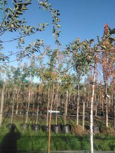 Malus d. 'Schone van Boskoop'=Goudreinette 8-10 Hoogstam BAG