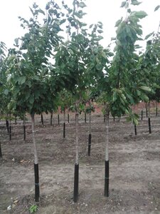 Prunus a. 'Bigarreau Burlat' 10-12 Halfstam wortelgoed boven vered.