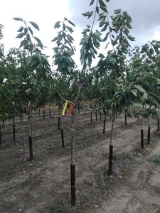 Prunus a. 'Bigarreau Burlat' 12-14 Halfstam wortelgoed 2 X verplant boven vered.