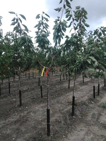 Prunus a. 'Bigarreau Burlat' 12-14 HS BR 2 X V top grafted