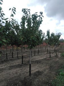 Prunus a. 'Bigarreau Burlat' 14-16 Halfstam wortelgoed 3 X verplant boven vered.