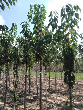 Prunus a. 'Bigarreau Burlat' 14-16 Hoogstam wortelgoed 3 X verplant onder vered.