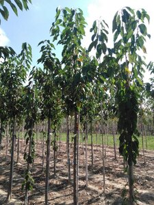 Prunus a. 'Bigarreau Burlat' 14-16 Hoogstam wortelgoed 3 X verplant onder vered.