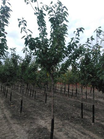 Prunus a. 'Bigarreau Burlat' 16-18 Halfstam draadkluit 3 X verplant boven vered.