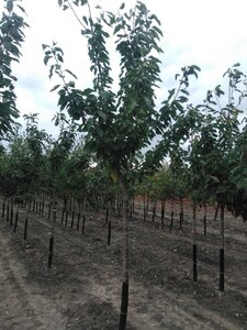 Prunus a. 'Bigarreau Burlat' 16-18 Halfstam draadkluit 3 X verplant boven vered.
