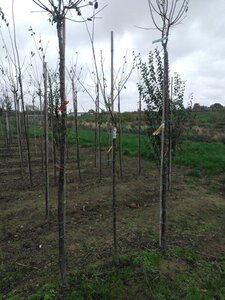 Prunus d. 'Hauszwetsche' = 'Altesse Simple' 6-8 Halfstam wortelgoed boven vered.