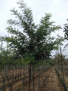 Styphnolobium j. 'Regent' 14-16 Hoogstam wortelgoed 2 X verplant - afbeelding 5