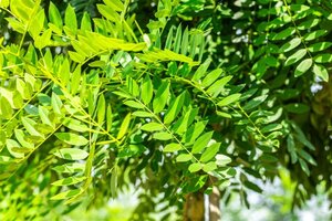 Styphnolobium j. 'Regent' 16-18 Hoogstam draadkluit 3 X verplant - afbeelding 3