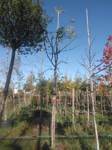 Styphnolobium j. 'Regent' 16-18 Hoogstam draadkluit 3 X verplant - afbeelding 7