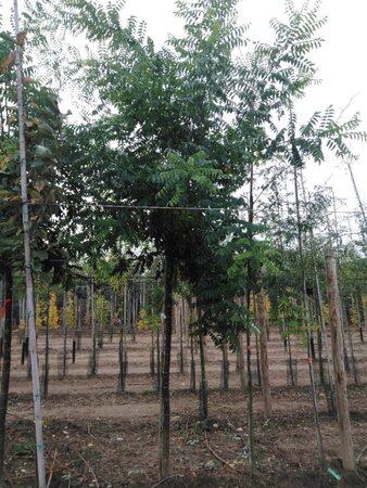 Styphnolobium j. 'Regent' 16-18 Hoogstam draadkluit 3 X verplant - afbeelding 6