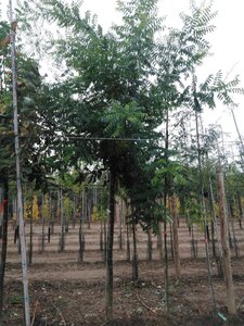 Styphnolobium j. 'Regent' 16-18 Hoogstam draadkluit 3 X verplant - afbeelding 6