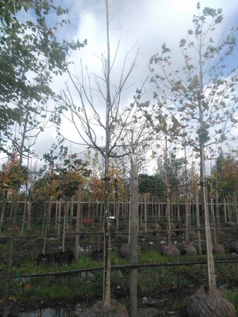 Styphnolobium j. 'Regent' 18-20 Hoogstam draadkluit 3 X verplant - afbeelding 2