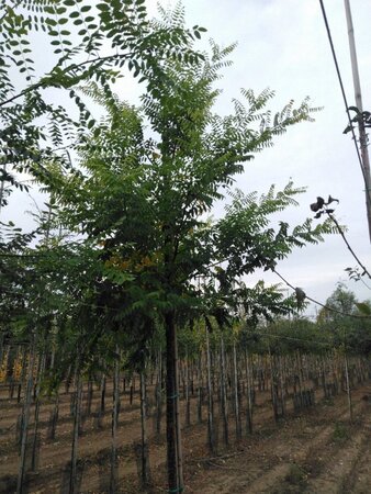 Styphnolobium j. 'Regent' 18-20 Hoogstam draadkluit 3 X verplant - afbeelding 1