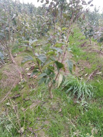 Syringa v. 'Charles Joly' 60-80 cm met kluit 5-8 tak