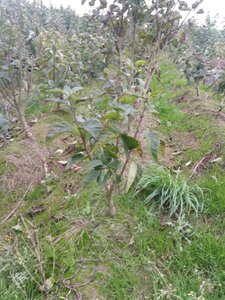 Syringa v. 'Charles Joly' 60-80 cm met kluit 5-8 tak