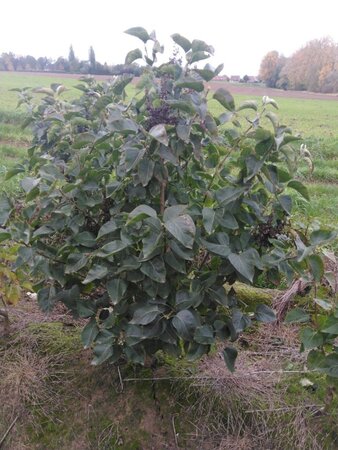 Syringa v. 'Katherine Havemeyer' LAVENDELPAARS 125-150 cm met kluit 5-8 tak struik