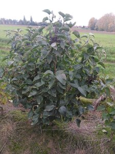 Syringa v. 'Katherine Havemeyer' LAVENDELPAARS 125-150 cm met kluit 5-8 tak struik