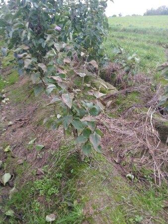 Syringa v. 'Katherine Havemeyer' LAVENDELPAARS 60-80 cm met kluit 5-8 tak