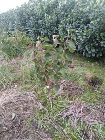 Syringa v. 'Mme Lemoine' WIT 60-80 cm met kluit 3-5 tak