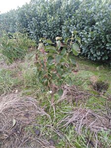 Syringa v. 'Mme Lemoine' WIT 60-80 cm met kluit 3-5 tak