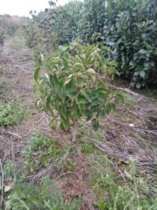 Syringa v. 'Mme Lemoine' WIT 60-80 cm met kluit 5-8 tak