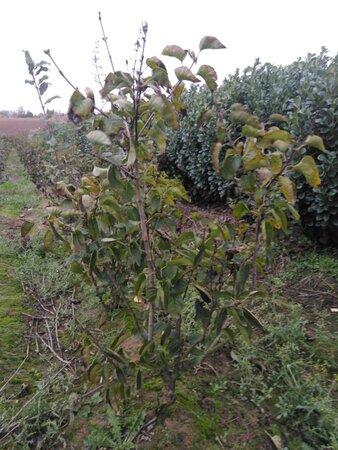 Syringa v. Ludwig Spaeth 100-125 cm met kluit 5-8 tak struik