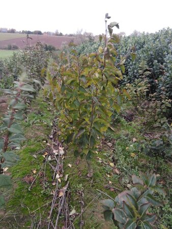 Syringa v. Ludwig Spaeth 125-150 cm met kluit 5-8 tak solitair