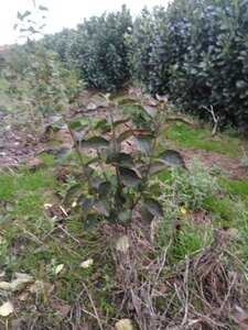 Syringa v. Ludwig Spaeth 60-80 cm met kluit 3-5 tak