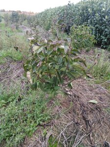 Syringa v. Ludwig Spaeth 60-80 cm met kluit 5-8 tak