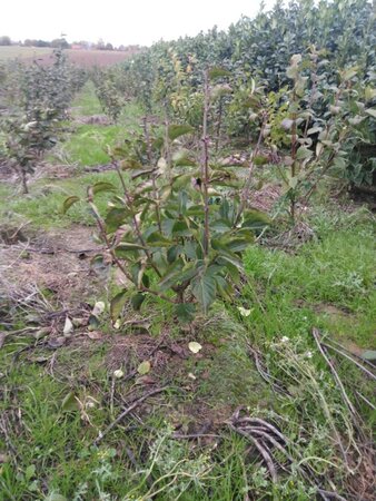 Syringa v. Ludwig Spaeth 80-100 cm met kluit struik 5-8 tak
