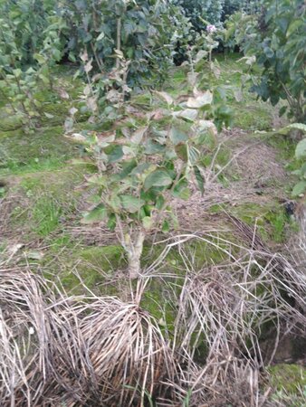 Syringa v. 'Michel Buchner' 60-80 cm met kluit 5-8 tak