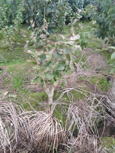 Syringa v. 'Michel Buchner' 60-80 cm met kluit 5-8 tak