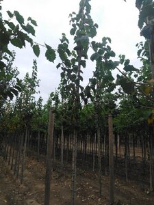 Corylus colurna 8-10 Hoogstam wortelgoed - afbeelding 5