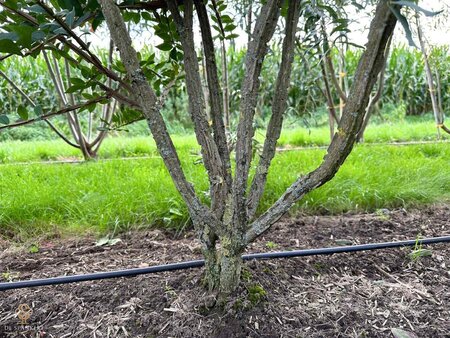 Euonymus alatus 125-150 cm draadkluit meerstammig - afbeelding 2