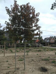 Liquidambar s. 'Worplesdon' 20-25 Hoogstam draadkluit 3 X verplant - afbeelding 4