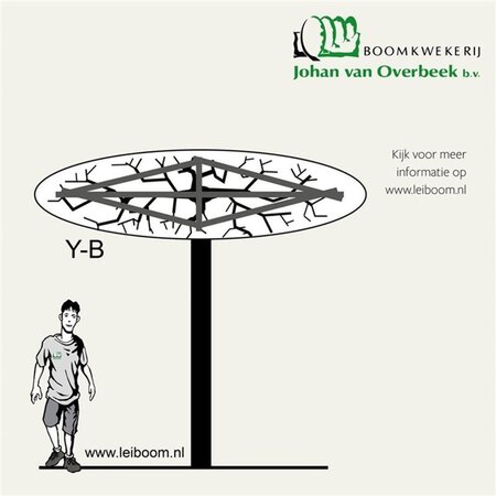 Liquidambar s. 'Worplesdon' 20-25 Hoogstam draadkluit 3 X verplant - afbeelding 4
