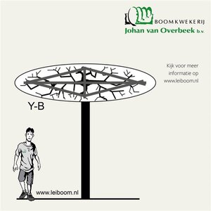 Liquidambar s. 'Worplesdon' 20-25 Hoogstam draadkluit 3 X verplant