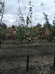 Prunus d. 'Reine Claude Crottée' = Verte= Dorée 10-12 Halfstam wortelgoed boven vered.