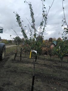 Prunus d. 'Reine Claude Crottée' = Verte= Dorée 12-14 Halfstam wortelgoed 2 X verplant boven vered.