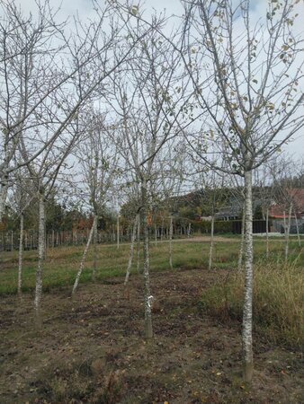 Prunus d. 'Reine Claude Crottée' = Verte= Dorée 20-25 Hoogstam draadkluit 3 X verplant onder vered. - afbeelding 1