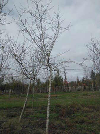 Prunus d. 'Reine Claude Crottée' = Verte= Dorée 20-25 Hoogstam draadkluit 3 X verplant onder vered. - afbeelding 2